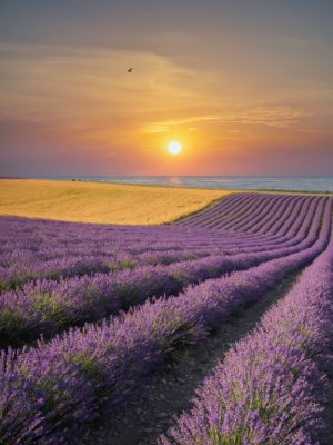 Lavender meadow and sea sunset nature landscape.